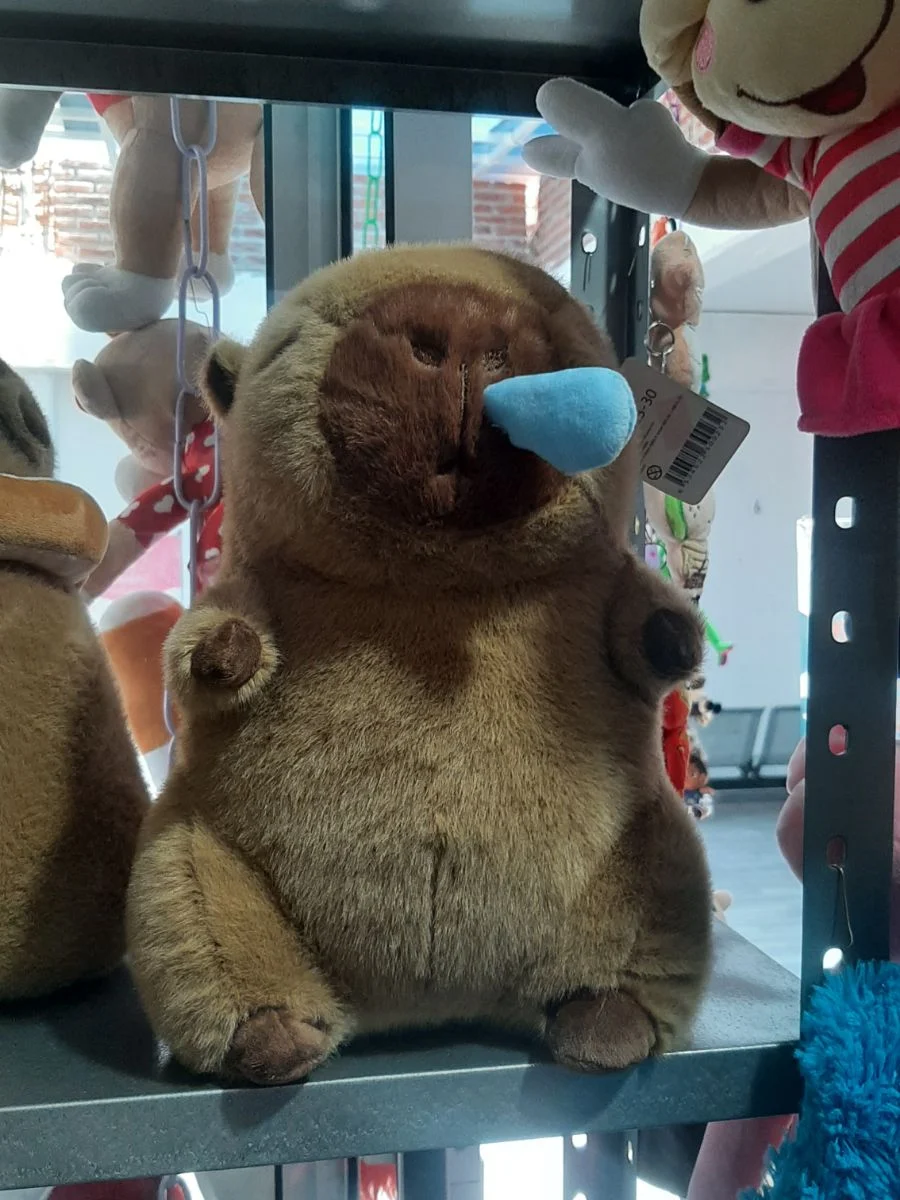 Capibara